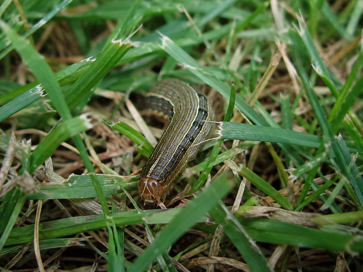 Fall armyworms damaging a lawn in Huntsville Alabama